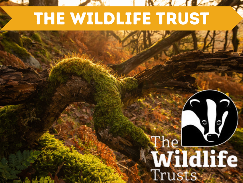 The Wildlife Trust