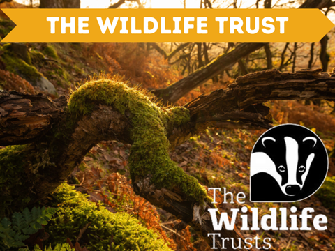 The Wildlife Trust